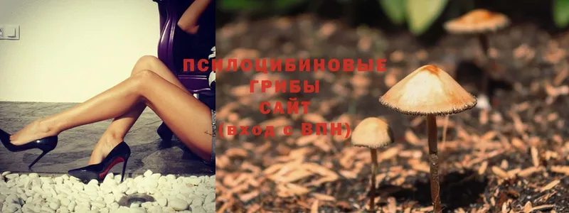 где найти   МЕГА ТОР  Псилоцибиновые грибы Psilocybine cubensis  Радужный 